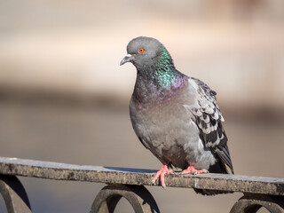 portrait of a gray dove