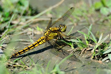 Libellen: Großer Blaupfeil (Orthetrum cancellatum), Black-tailed skimmer.