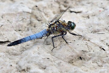 Libellen: Großer Blaupfeil (Orthetrum cancellatum), Black-tailed skimmer.