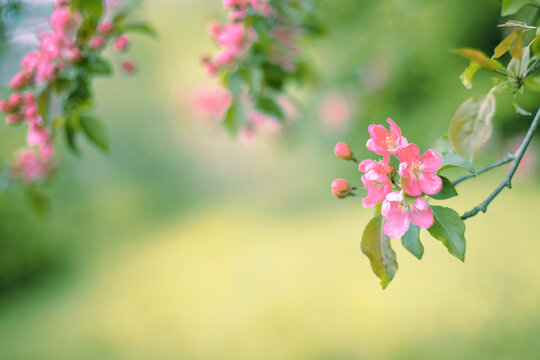 Selective soft focus flowering cherry tree branch with pink flowers on blurred pastel pink and green background with leaves bokeh. Trendy neutral light floral nature spring blossom design copy space