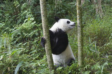 Obraz na płótnie Canvas Two years aged young giant Panda (Ailuropoda melanoleuca), Chengdu, Sichuan, China
