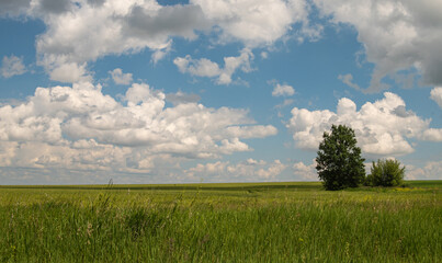 an endless field of rye on a sunny day with blue sky and white clouds