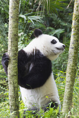 Two years aged young giant Panda (Ailuropoda melanoleuca), Chengdu, Sichuan, China