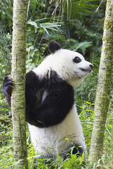 Obraz premium Two years aged young giant Panda (Ailuropoda melanoleuca), Chengdu, Sichuan, China