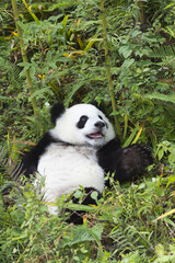 Two years aged young giant Panda (Ailuropoda melanoleuca), Chengdu, Sichuan, China