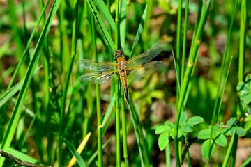 Libellen: Ein Vierfleck (Libellula quadrimaculata), Four-spotted Chaser.