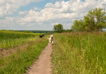 golden retriever runs along a path along a field with rye on a sunny day

