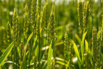 young green rye on a sunny day