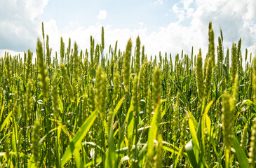 Obraz premium green ears of rye in the sunlight