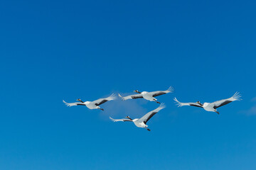 丹頂鶴,  crane,