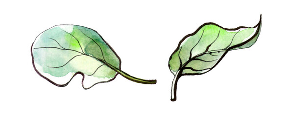Watercolor illustration of leaves on white background