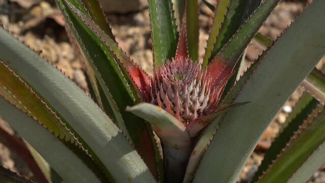 A Tropical Pineapple Plant With An Unripen Fruit- Static
