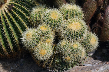 Echinocactus