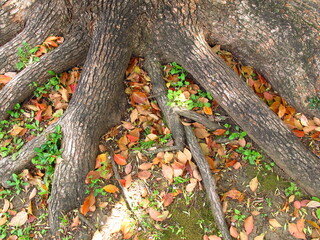 春の楠木の枯れ葉散る公園風景