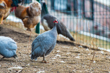 guinea fowl on the farm