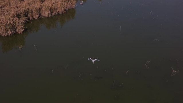 Aerial View Above Black-winged Stilt Flying Over Wetlands At Kallar Kahar Lake. Slow Motion