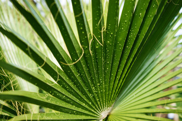 Textured background. Close up of green tropical leave.