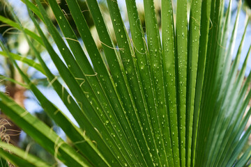 Textured background. Close up of green tropical leave.