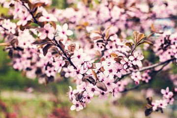 Wild cherry in pink blossom. Spring blossom, cherry blooming branches