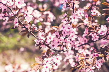 Wild cherry in pink blossom. Spring blossom, cherry blooming branches