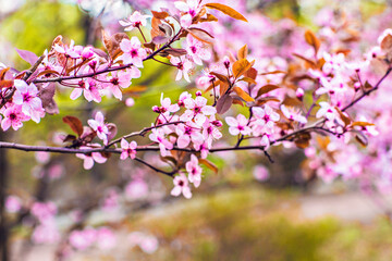 Fototapeta na wymiar Beautiful bright pink cherry blossom with selective focus and soft blurry background. Sakura tree in blossom.