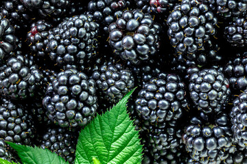 The pattern of freshly picked blackberries with leaves. Concept for healthy eating and nutrition.