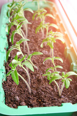 Sprouted seedlings, preparation for summer dacha season, growing vegetable plants.