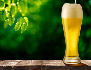 Filling a Pint of fresh foamy beer on a rustic wooden table. Plantation of green ripe hop cones in...