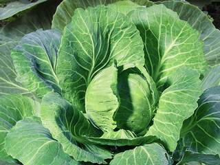 Cabbage from top view.Close-up of cabbage in the garden, outdoors.