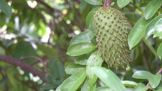 Green soursop fruit hanging on a soursop tree.