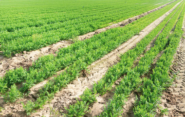 Fototapeta na wymiar Green agriculture field with young plant full frame high angle view
