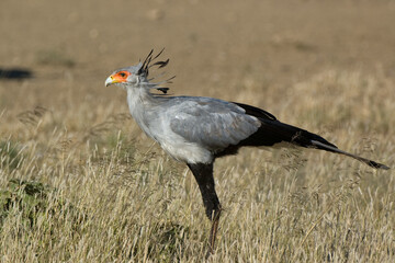 Secretarybird