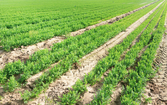 Green agriculture field with young plant full frame high angle view