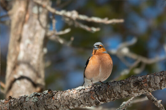 finche on a branch in wild