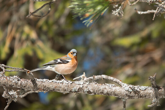 finche on a branch in wild