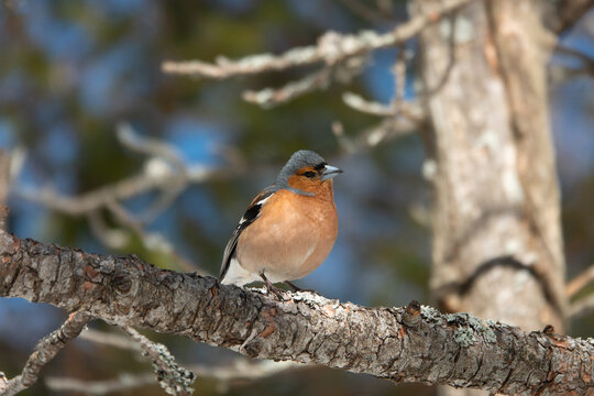 finche on a branch in wild
