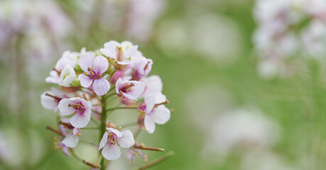 Beauty close-up with flower Diplotaxis erucoides with green background out of focus