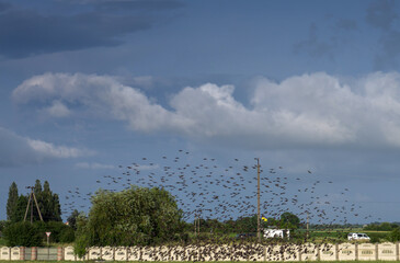 Fototapeta na wymiar A flock of starlings flies over farmland in a high blue cloudy sky.