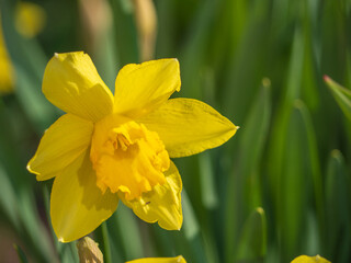 Obraz premium Yellow Narcissus - daffodil on a green background. Yellow Daffodils on a green meadow on a sunny day
