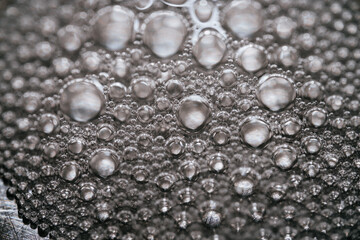 Fototapeta premium 水の玉