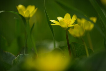 Small yellow flowers grows in a green spring garden, macro side view