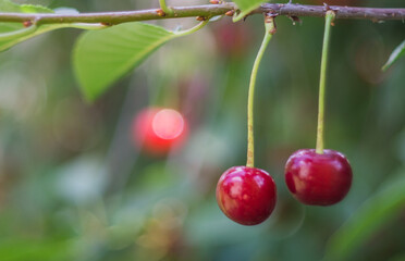 Berries of ripe red cherries on a branch close-up. Blurred background.