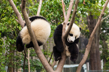 Cute giant panda bears hanging on the tree in Chengdu Zoo, Chengdu, China