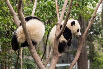 Cute giant panda bears hanging on the tree in Chengdu Zoo, Chengdu, China