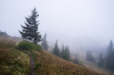 Single trees spruce on a foggy morning high in the mountains in early autumn. Silhouettes of a group of tourists in the haze of a cloud.