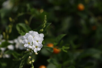 Fototapeta premium A close up of white flowers. 