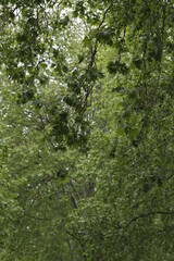 green forest in the morning