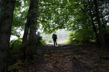 Fototapeta premium A man with a backpack comes out of the dark forest into the light along a dirt road covered with tree roots.