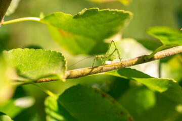 Grasshopper resting on a green leaf with blurred background and copy space, close up. Macro photo