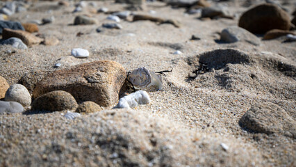 Fototapeta na wymiar Shells on the beach in Quiberon in France